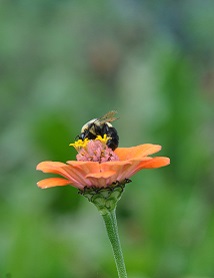 Bumble bee on zinnia